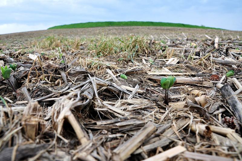 A cereal rye cover crop rolled flat as mulch