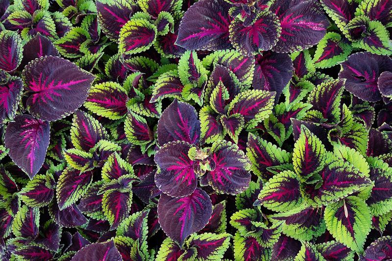 Coleus leaves, purple edged with green