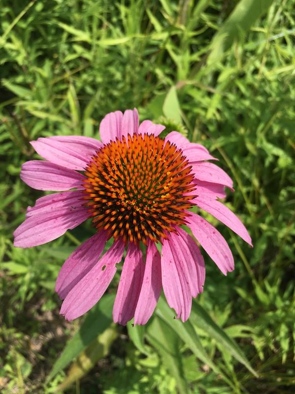 A purple coneflower with its spiny orange center