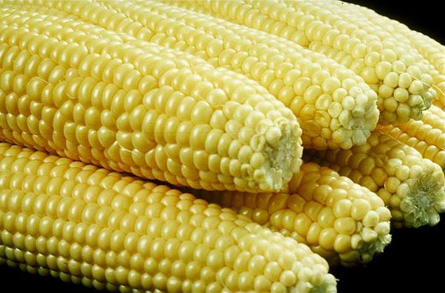 Ears of yellow sweet corn