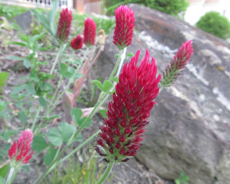Crimson clover in bloom
