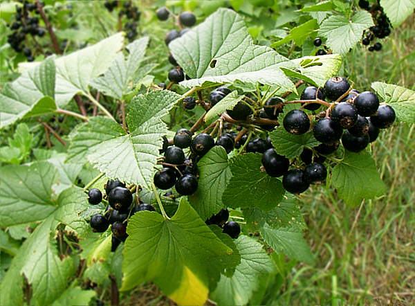 Black currants hanging among the leaves