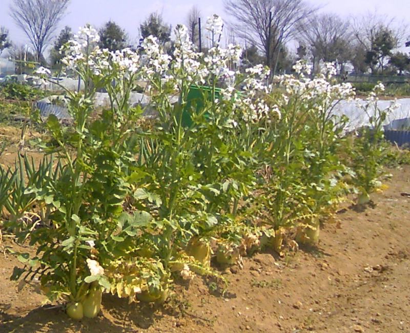 A field of daikon radish plants in flower