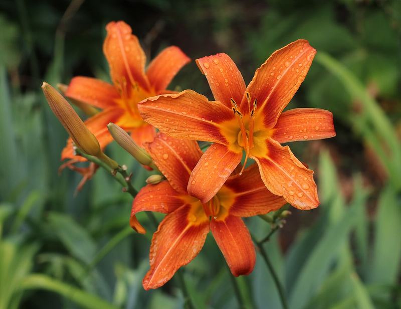 Orange daylily flowers