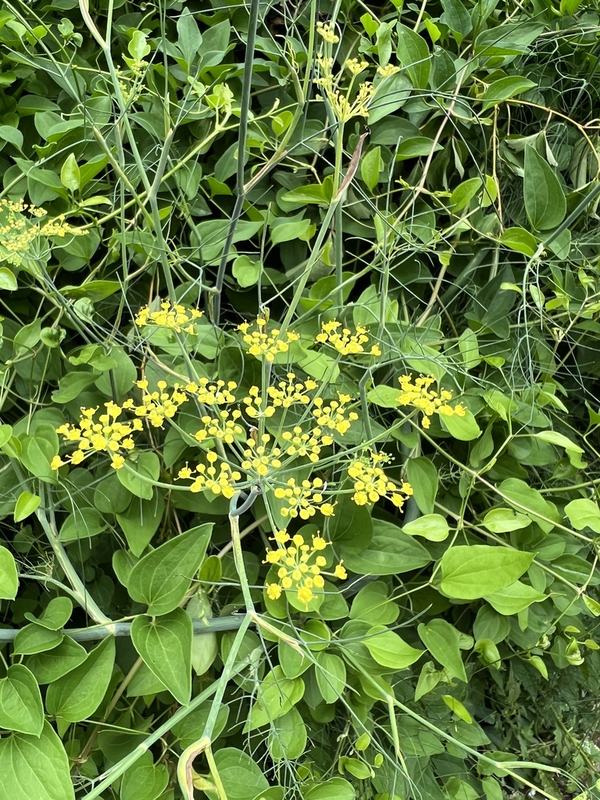 Dill in flower: yellow umbrellas over feathery leaves
