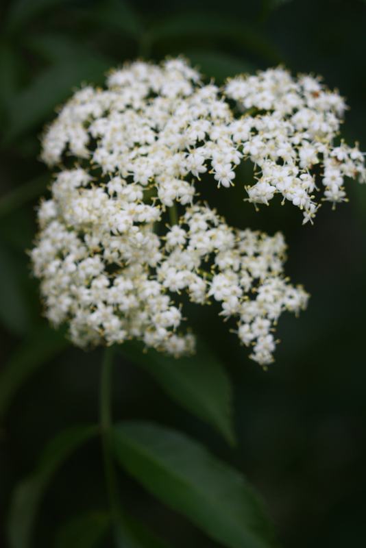 A flat cluster of white elderberry flowers