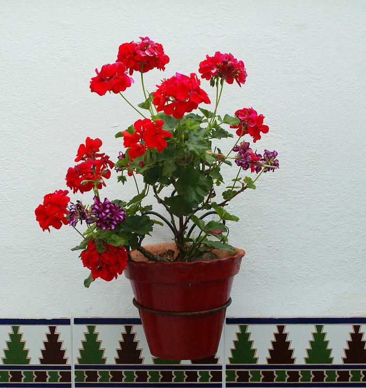 Red geraniums in a pot