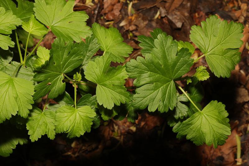 Gooseberry leaves, small and lobed, on a low bush