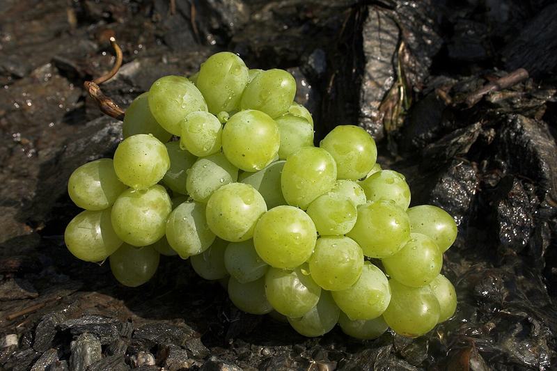 A bunch of green grapes