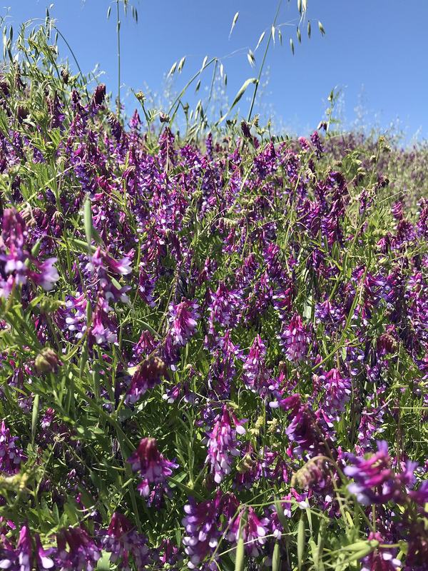Hairy vetch in bloom with purple flower spikes