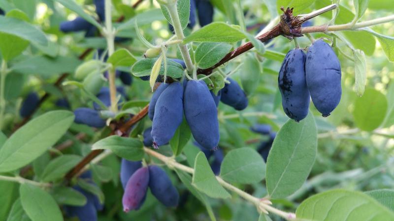 Long blue honeyberries on the branch