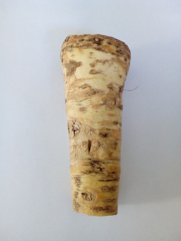 A thick horseradish root