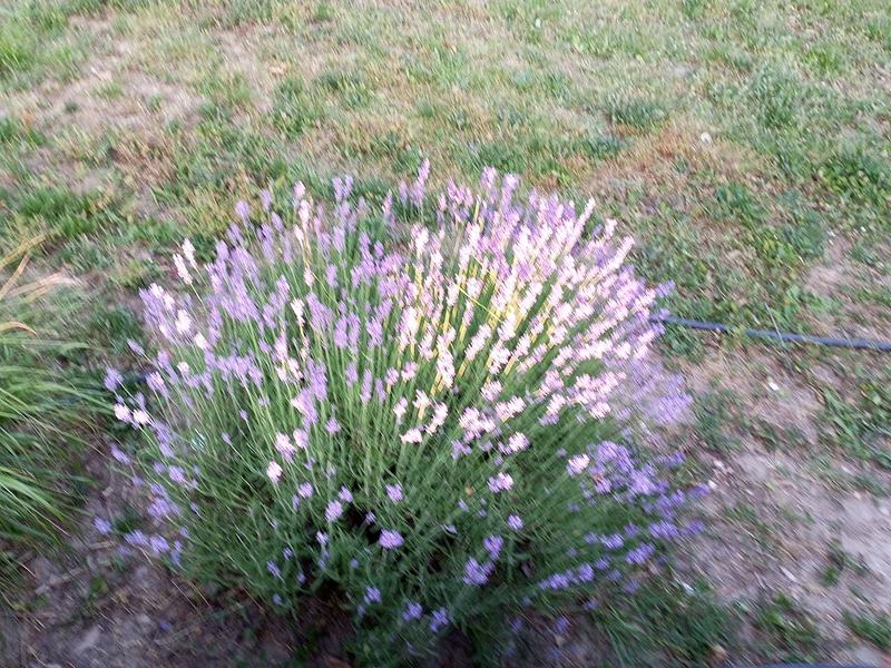 A mound of lavender in bloom