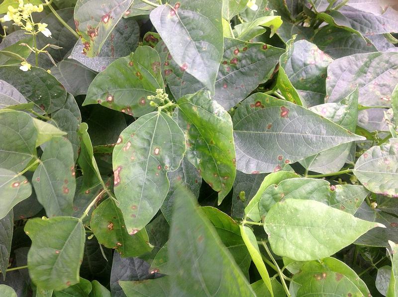 Lima bean plants with small pale flowers