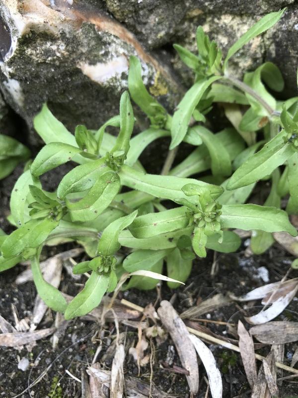 Small rosettes of mache (corn salad) leaves