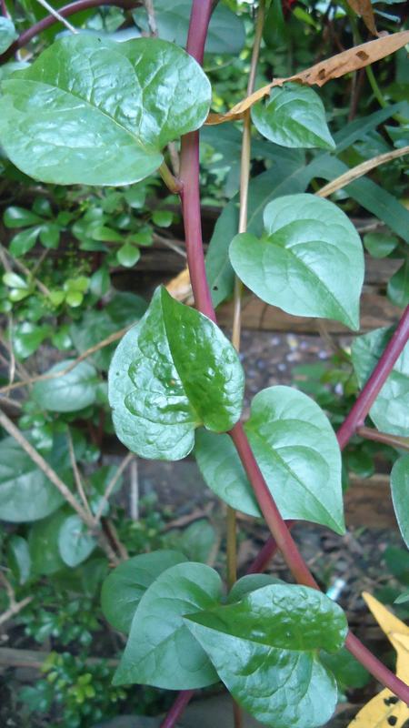 Malabar spinach vines with glossy leaves and red stems