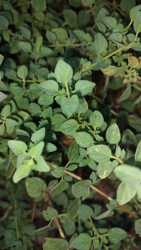 Sweet marjoram with small round gray-green leaves
