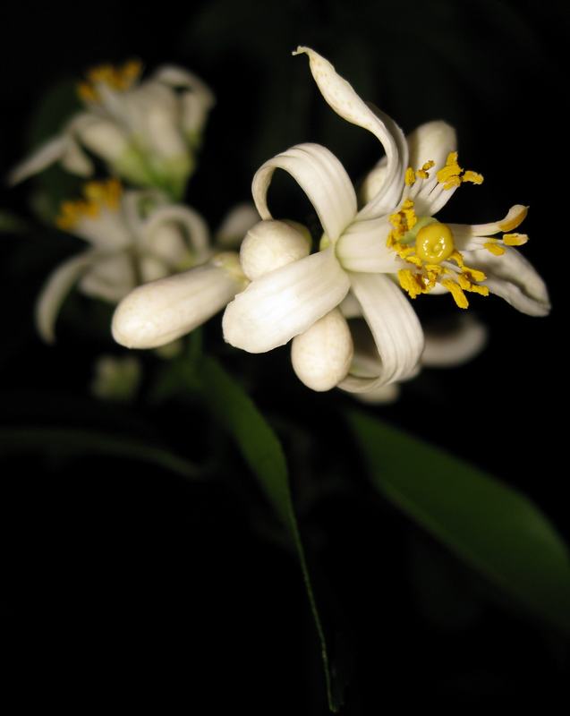Fragrant white Meyer lemon blossoms