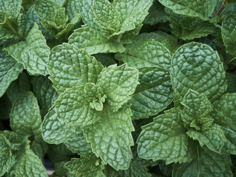 Fresh mint leaves, bright green and crinkled