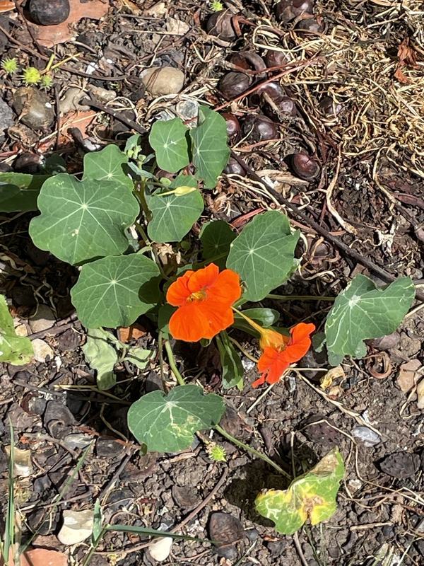 An orange nasturtium flower among round leaves