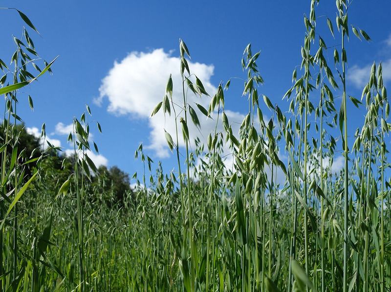 Oats heading out against a blue sky