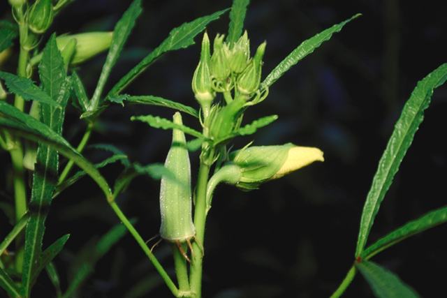 Okra pods and a flower bud on the plant