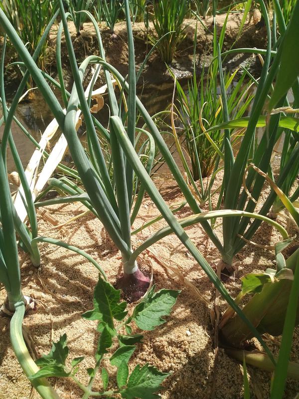 Onions in the garden, their tops falling over as they ripen