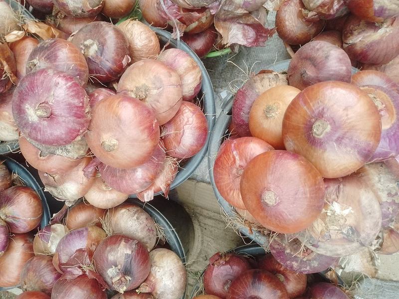 Onion bulbs, red and yellow