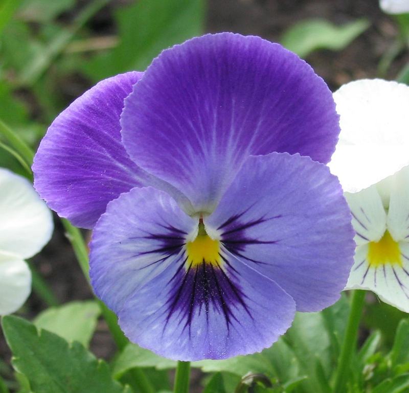 A purple and blue pansy flower