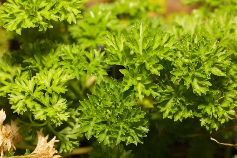 Bright green curly parsley