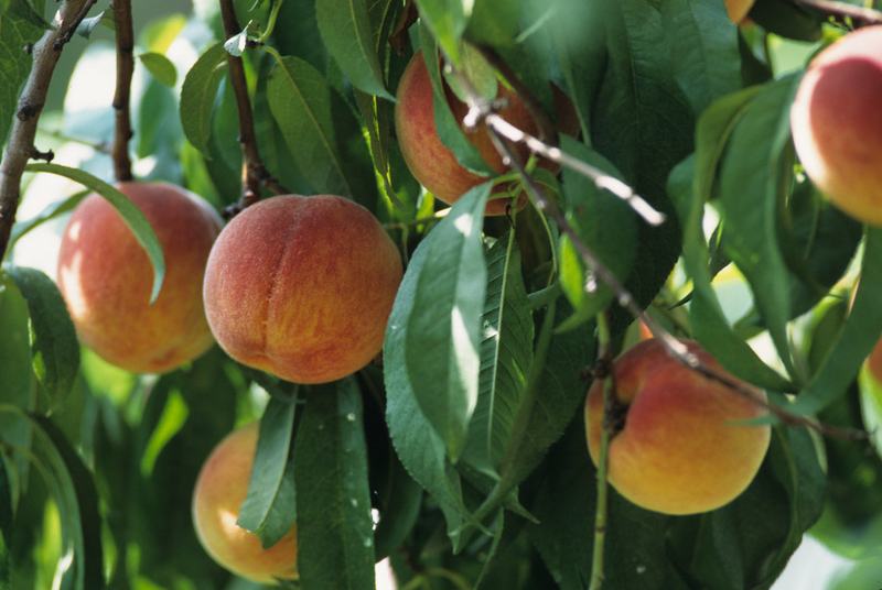 Ripe peaches on the tree