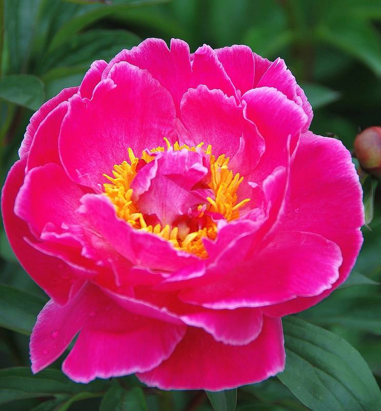 A full pink peony flower