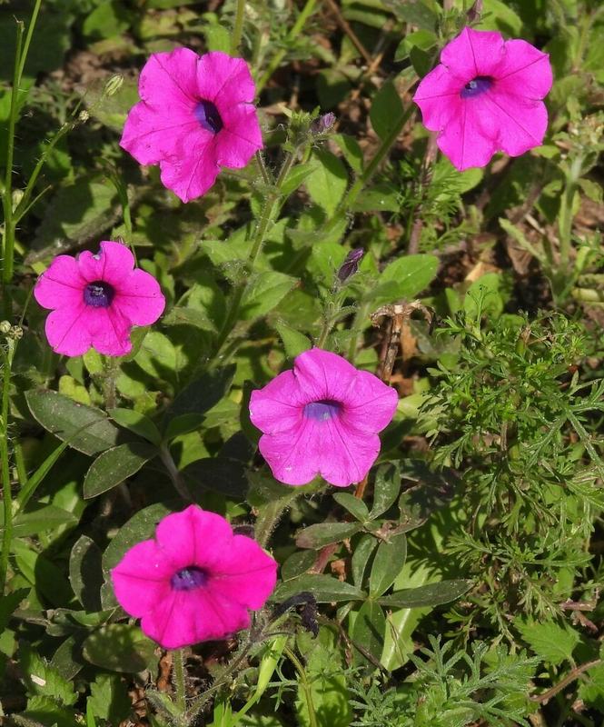 Bright pink petunia flowers