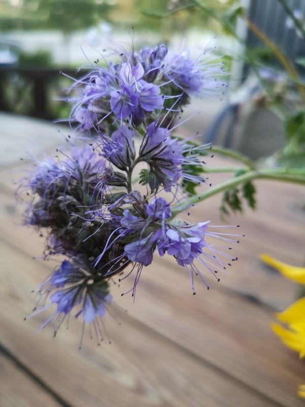 Lavender-blue phacelia flower clusters