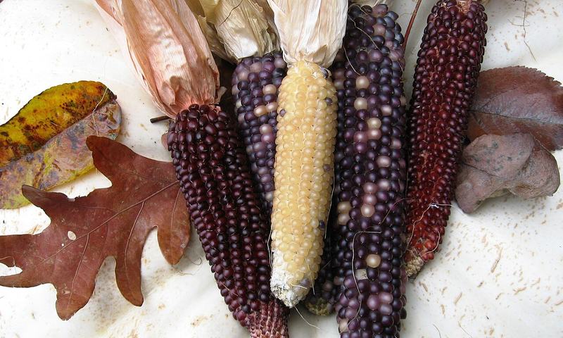 Ears of colorful popcorn