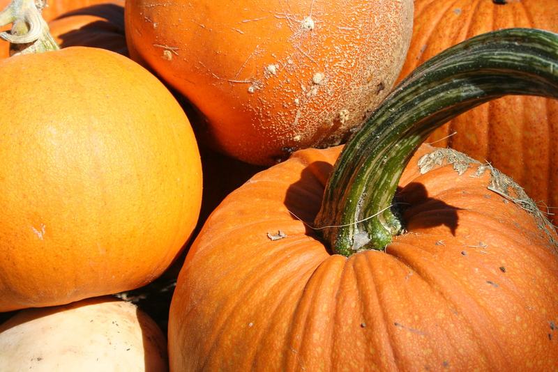 Orange pumpkins at harvest