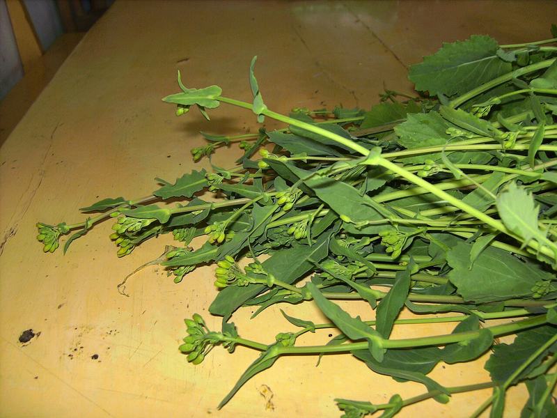 Freshly picked broccoli raab with leafy stems