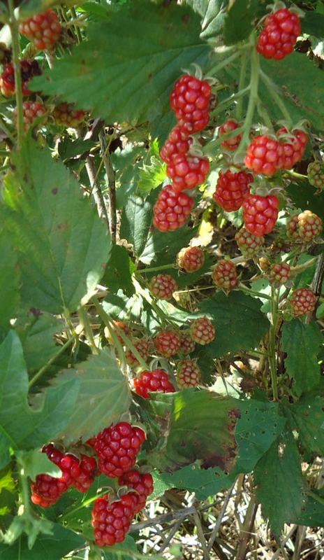 Red raspberries ripening on the bush