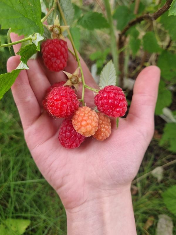 A handful of ripe raspberries picked from the cane