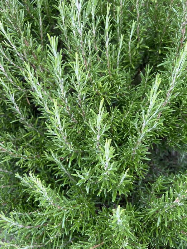 Rosemary, needle-like leaves on upright stems