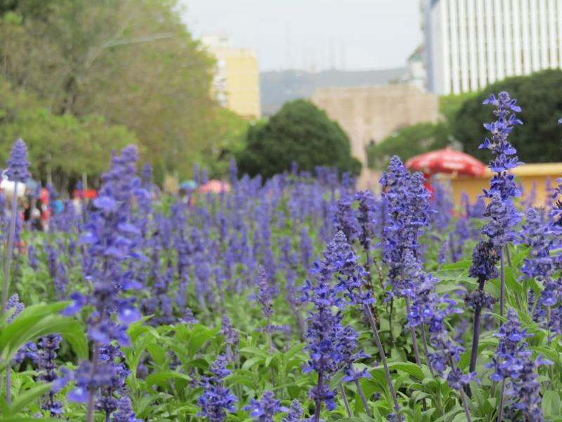 A bed of blue mealycup sage in bloom