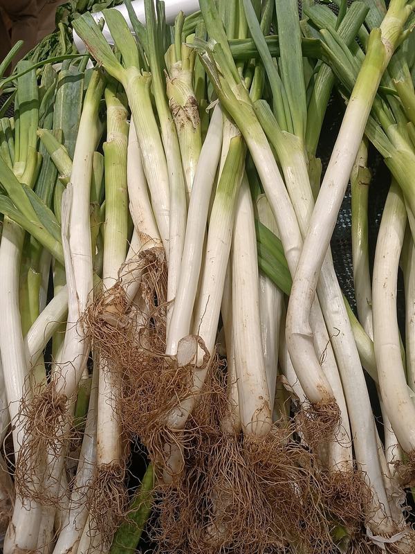 A bundle of long white-and-green scallions