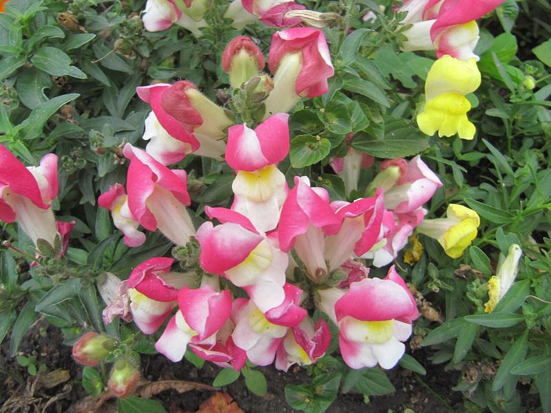 Pink, red, and yellow snapdragons
