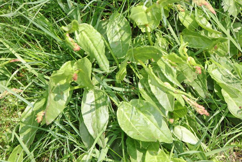Broad, arrow-shaped sorrel leaves