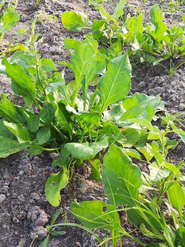 Spinach plants growing in the garden