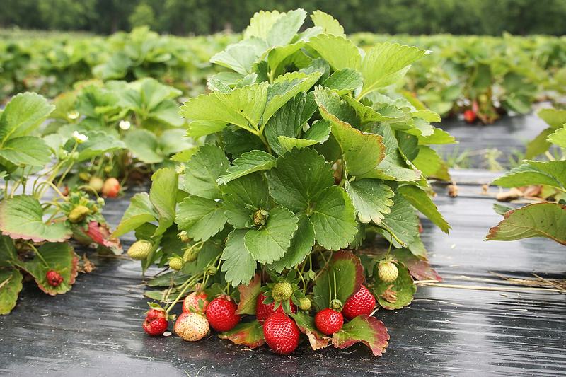 A strawberry plant loaded with red and ripening berries