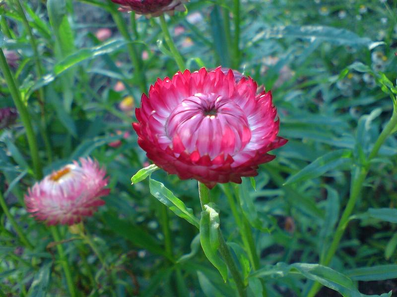 A pink strawflower with papery petals
