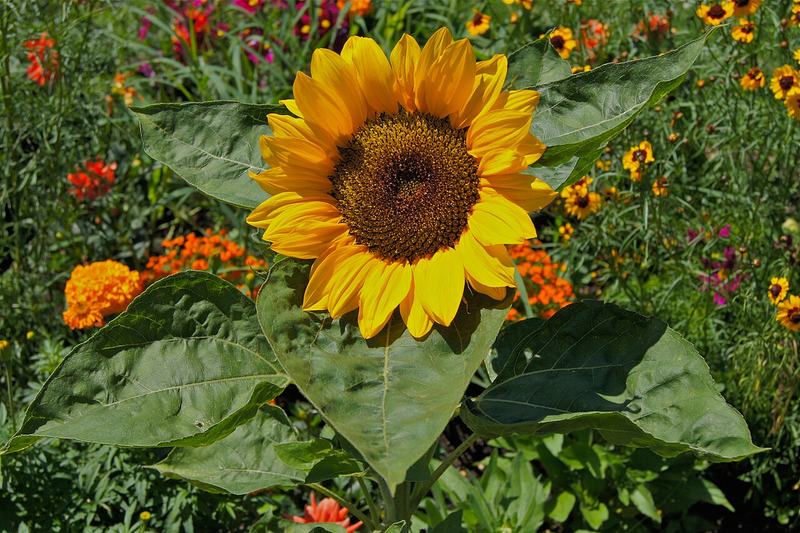 A yellow sunflower in the garden