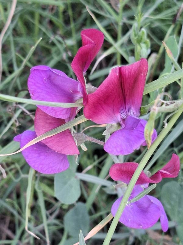 Pink and purple sweet pea flowers