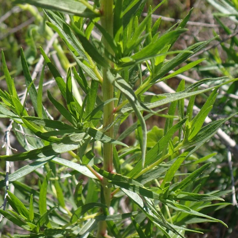 French tarragon, narrow dark green leaves